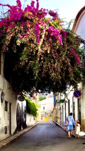 Bougainvillea-Bogen