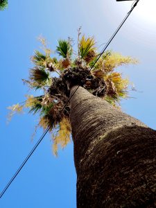 Palme Lagos